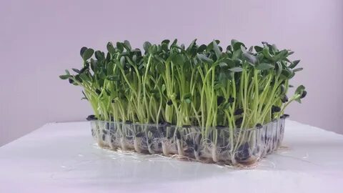Микрозелень из семечек