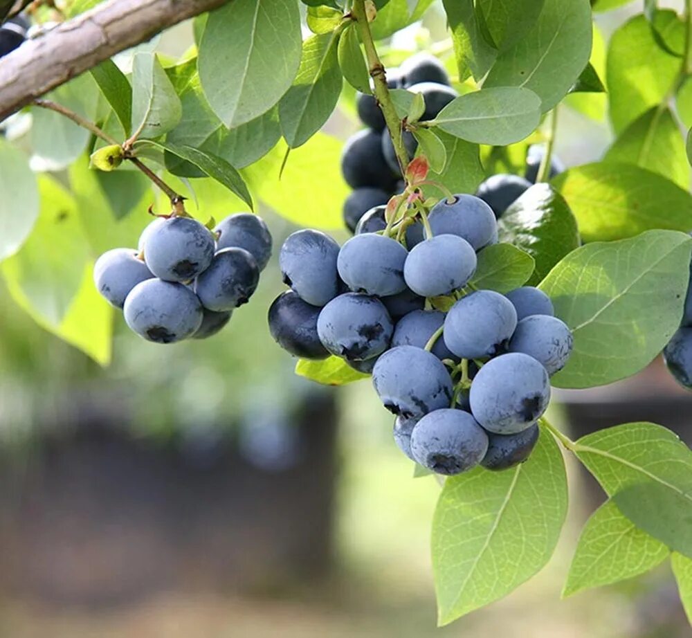 Голубика юрковская. Черника blueberry. Голубика высокорослая. Голубика садовая. Голубика хурон.