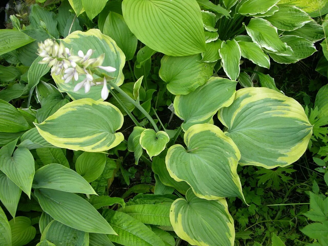 Как выглядит хоста. Хоста подорожниковая. хоста hosta elata. хоста honeybells. хоста подорожниковая цветение.