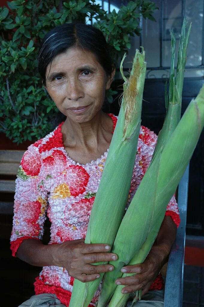 Большая кукурузина. Большая Кукурузина фото. Цветок Кукурузина. Кукуруза очень большая. Сажают баб на большую кукурузину.