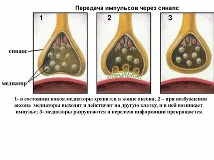 Функцию передачи нервных импульсов осуществляет