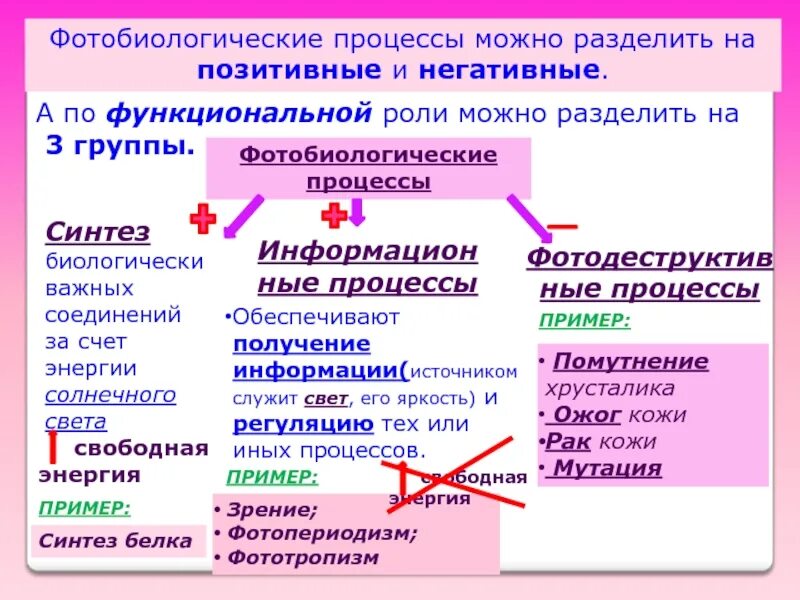 Процесс который можно разделить на. Фотобиологические процессы. Позитивные фотобиологические процессы. Основные фотобиологические процессы. Негативные фотобиологические процессы.