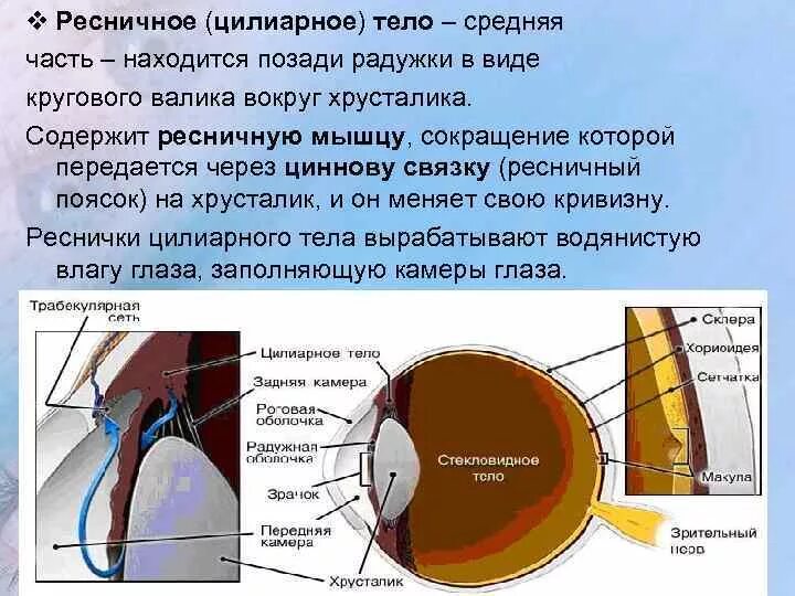 Функция ресничной мышцы