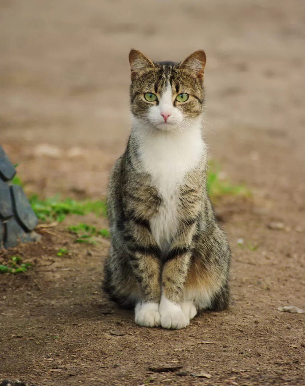 тэбби кэт порода. покажи обычных котиков. покажи обычных котиков. европейская короткошерстная кошка котята. кошка дворняжка беспородная.