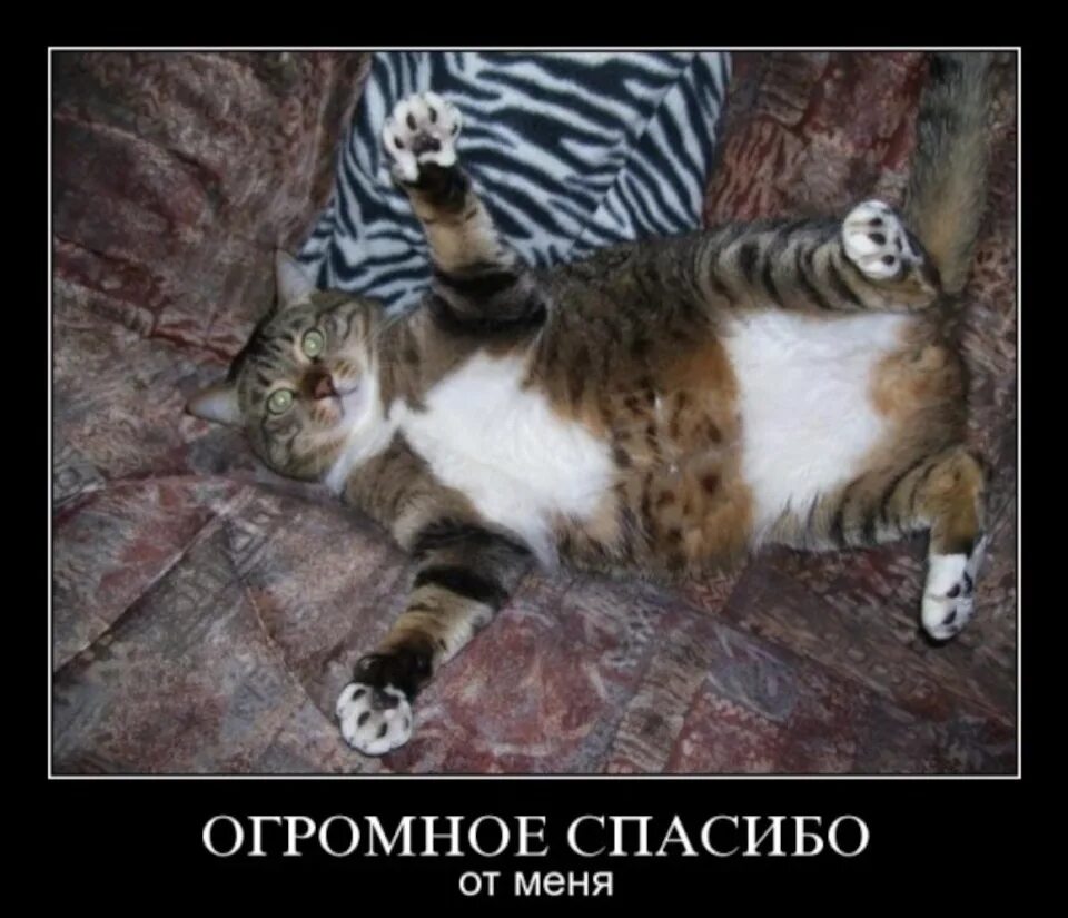 Спасибо котик картинка. Кот благодарит. спасибо огромное прикольные. спасибо прикольное кот. огромное спасибо прикол.