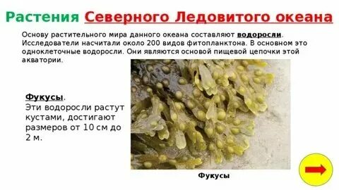 Животный и растительный мир северного ледовитого океана