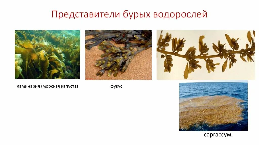 Фукус отдел. Отдел бурые водоросли представители. Бурые водоросли фукус цистозейра. Прелставителибурых водорослей. Представители бурых водорослей водорослей.