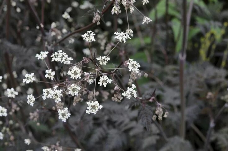 Cow Parsley from Tampere, Finland on July 23, 2017 at 04:38 PM by ape - iNatural