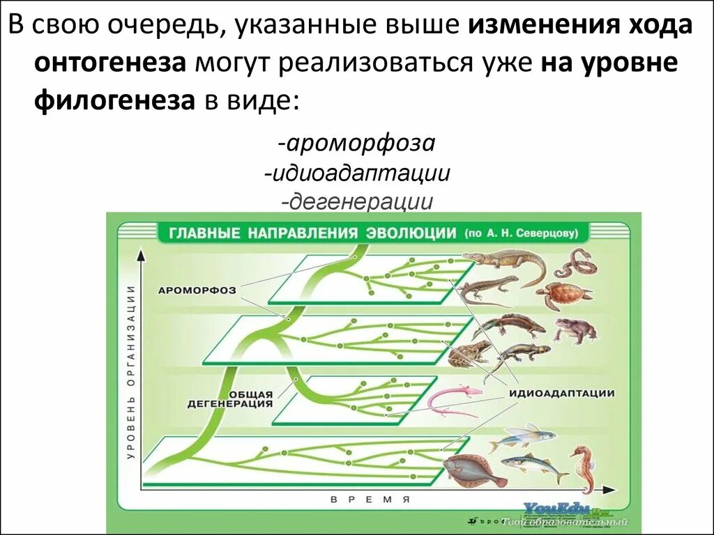 Филогенез организмов. Эволюционные преобразования. Направления эволюции по Северцову. Направления эволюции схема. Схема эволюционных преобразований.