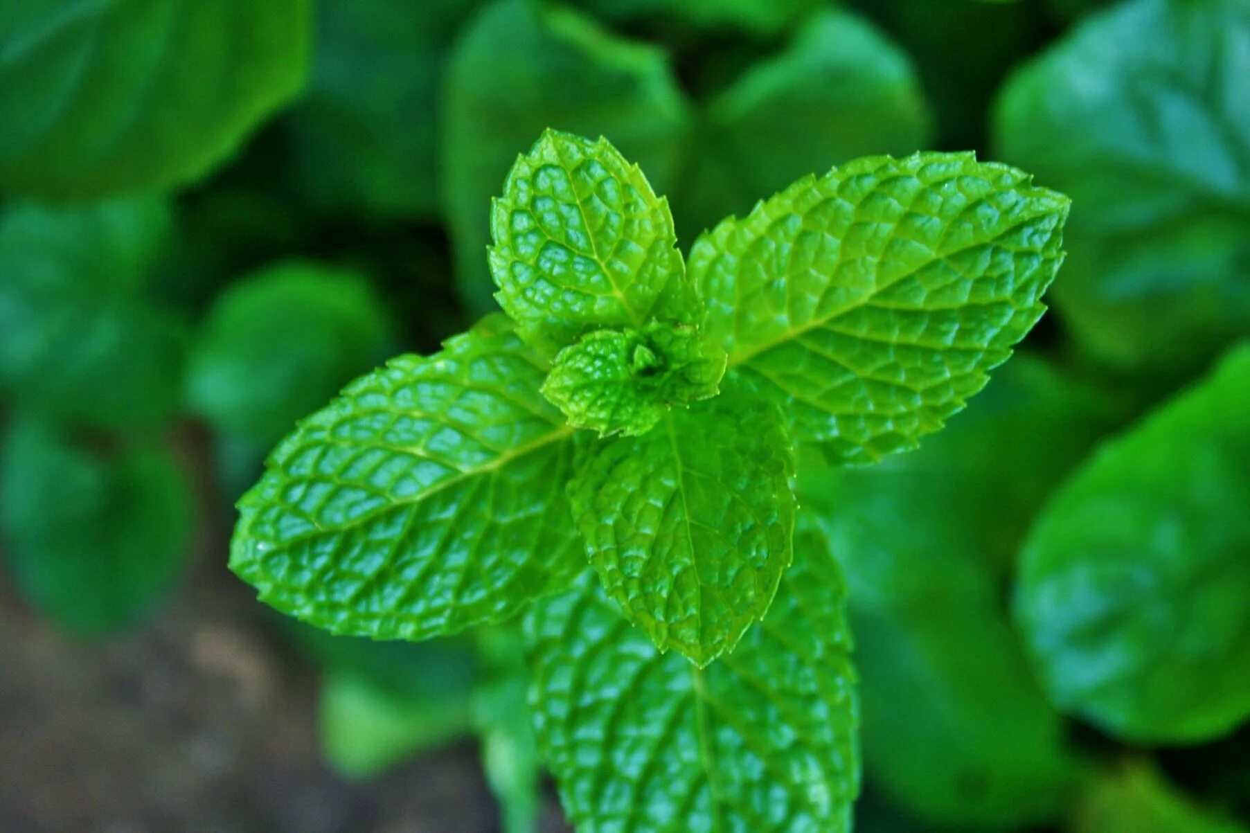 Mint фото. Мята перечная листья. Мята крупнолистная Ananasminze. Мята перечная (Mentha piperita).