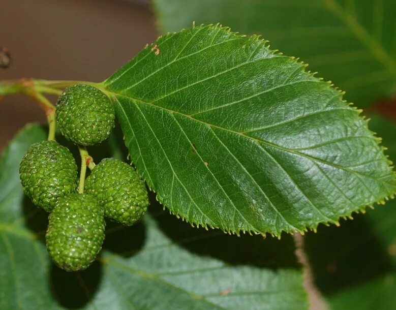 Ольха серая Alnus incana. Ольха дерево листья. Ольха ромболистная. Листочки ольхи.