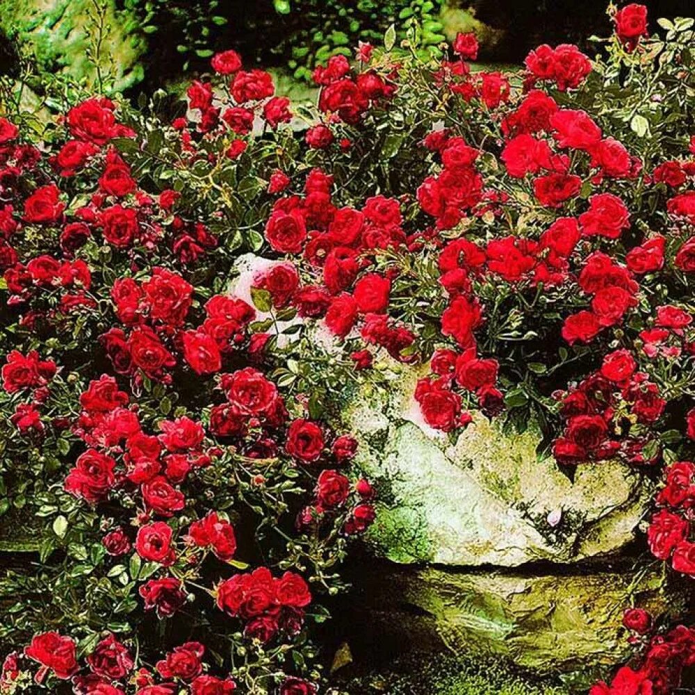 Роза почвопокровная (Rose groundcover Pink Fairy C7 PA 90-110). Остаток шт 7
