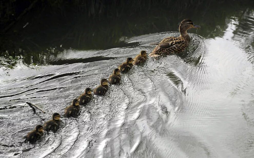 утка с утятами. утята суточные. утята строем. строй уток. кряква с выводком.