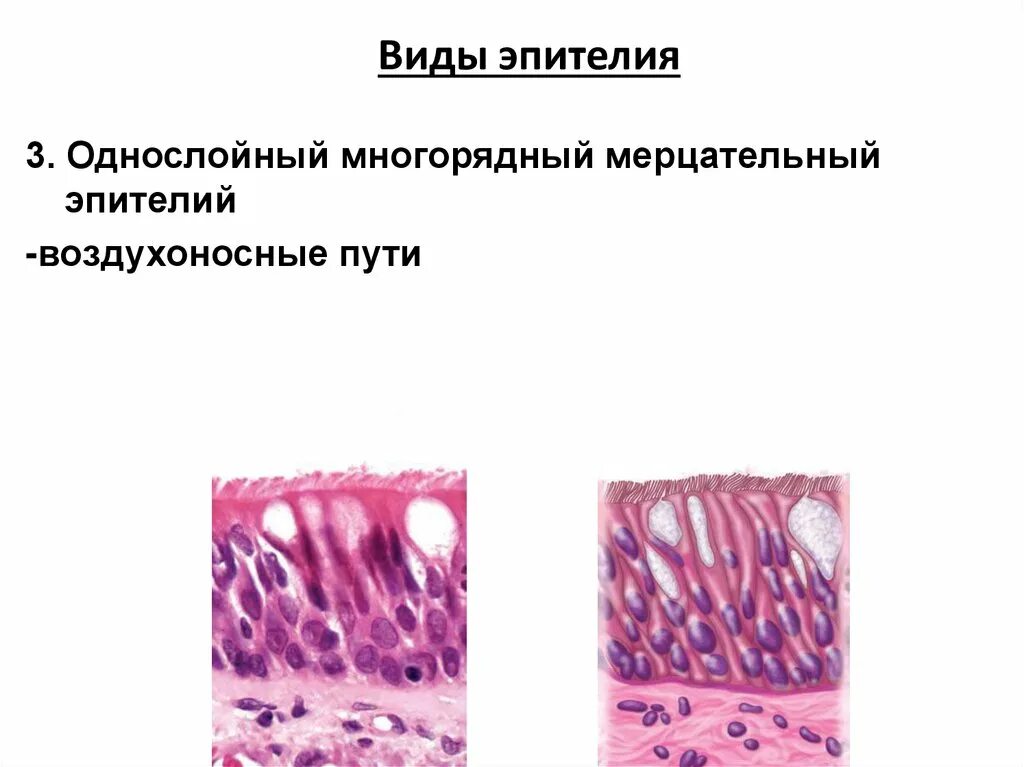 Однослойный мерцательный эпителий. Многорядный мерцательный эпителий. Многослойный многорядный эпителий. Однослойный многорядный эпителий. Медицинский препарат проникает в клетки мерцательного