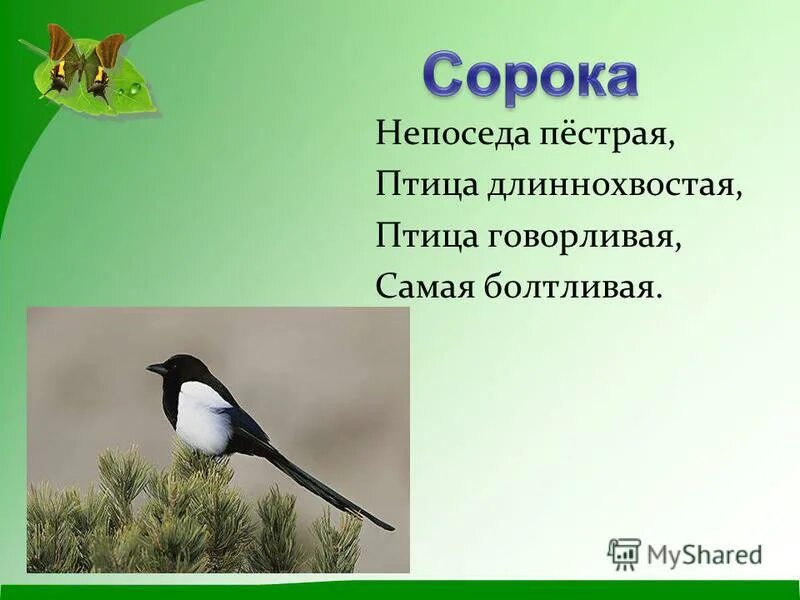 Длиннохвостая самая болтливая. Птица говорливая самая болтливая. Длиннохвостая птица говорливая, самая болтливая.. Непоседа пестрая птица длиннохвостая. Птица говорливая самая болтливая загадка.