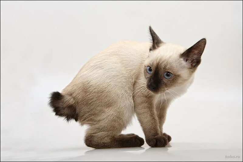 Рассмотрите фотографию кошки меконгский бобтейл. Тайский бобтейл. Меконгский бобтейл кошка. Сиамский бобтейл. Тайский бобтейл кошка.