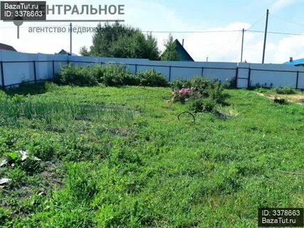 Лесные моркваши