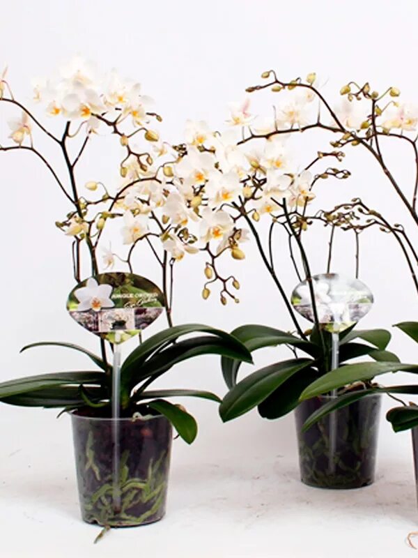orchid phalaenopsis Orquidea phalaenopsis, Orquideas, Flores exóticas