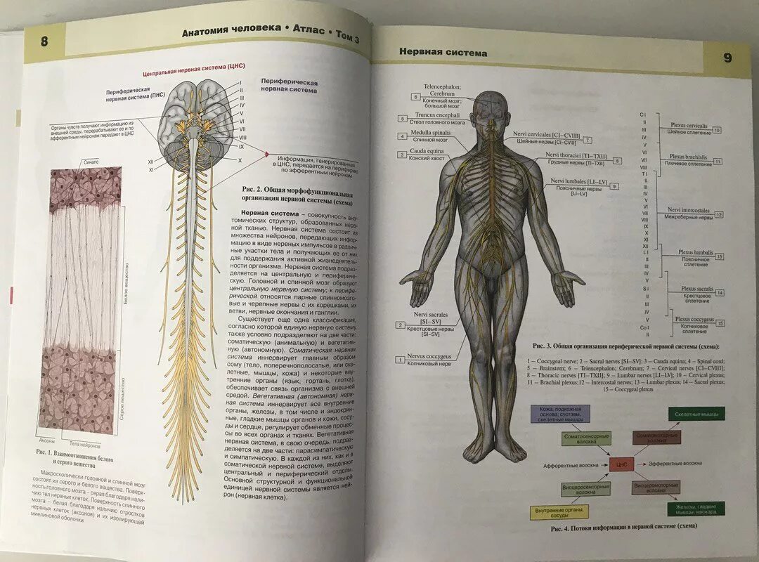 Анатомический атлас нервная система. Анатомия человека v иллюстрированный атлас. Анатомия нервной системы человека атлас. Атлас периферической нервной системы. Атлас студентам анатомии