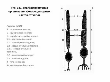 Палочки глаза функции