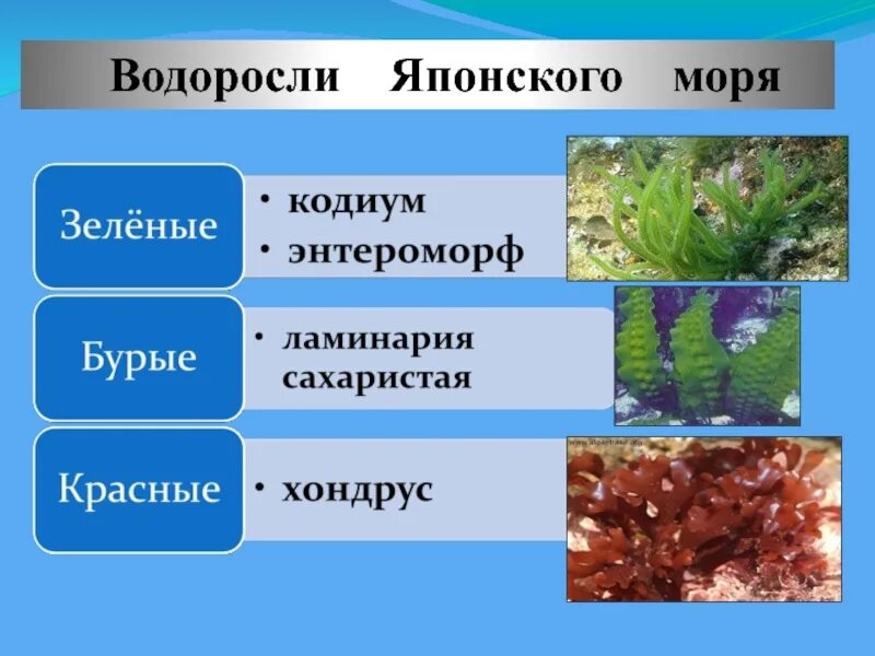 Виды ламинарии. Видовое название водорослей. Водоросли японского моря. Водоросли зеленые бурые красные. Название водорослей 5 класс.