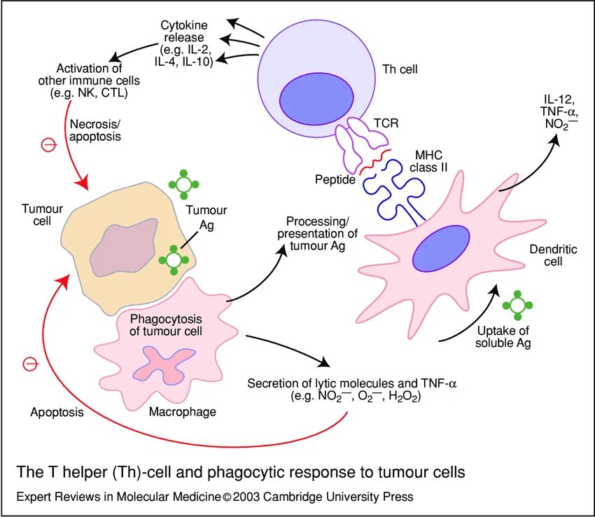 Макрофаги механизмы. Схема противоопухолевого иммунного ответа. Противоопухолевый иммунитет иммунология схема. Противоопухолевый иммунитет лимфоциты. Механизмы противоопухолевого иммунитета иммунология.