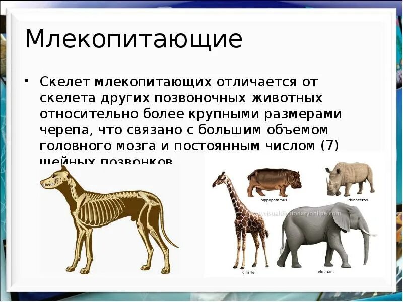 Выберите три признака характерные класс млекопитающие. Млекопитающие биология 7. Млекопитающие презентация. Доклад о млекопитающих. Млекопитающие животные презентация.