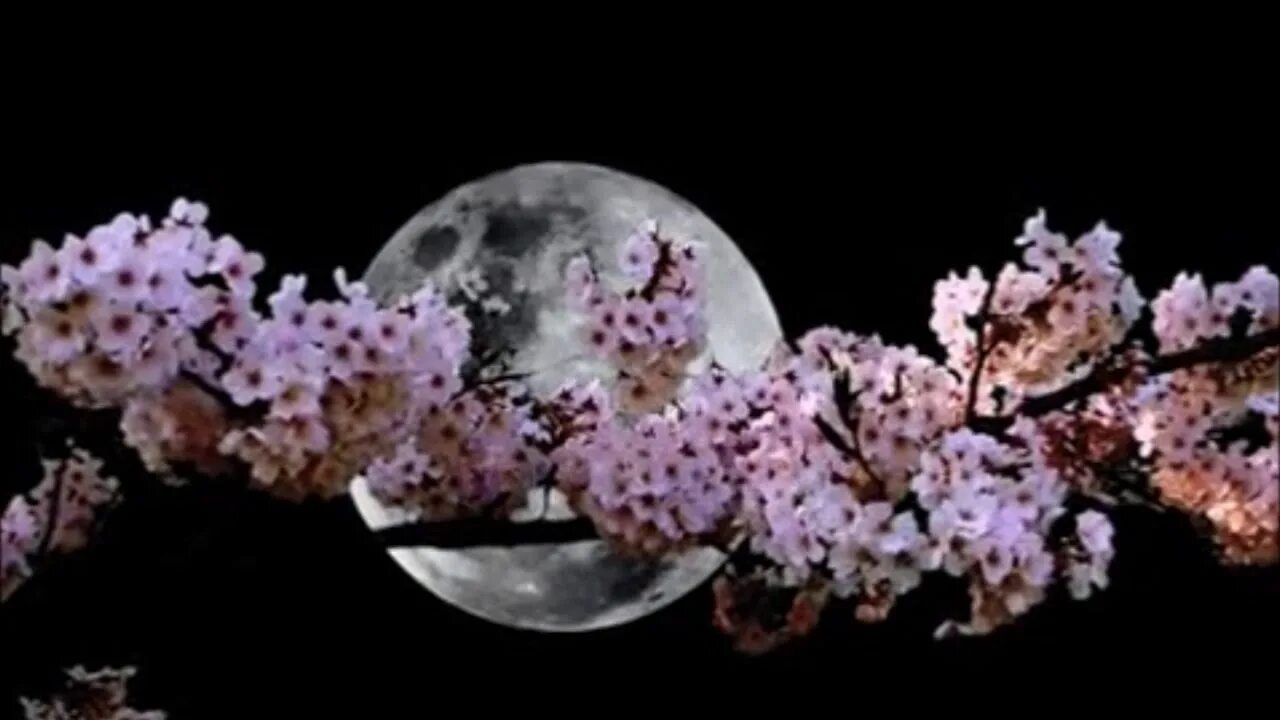 Blossom in my moonlight