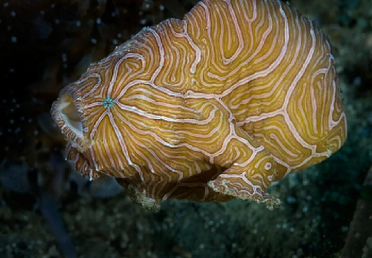 Рыба-лягушка aptocyclus ventricosus. Психоделическая рыба-лягушка. Рыба лягушка. Психоделическая рыба-лягушка. Психоделическая рыба.