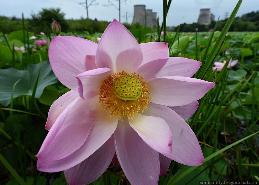 ло́тос орехоно́сный (лат. Nelumbo nucifera). красивые цветы из красной книги. лотос орехоносный nelumbo nucifera. венерин башмачок.