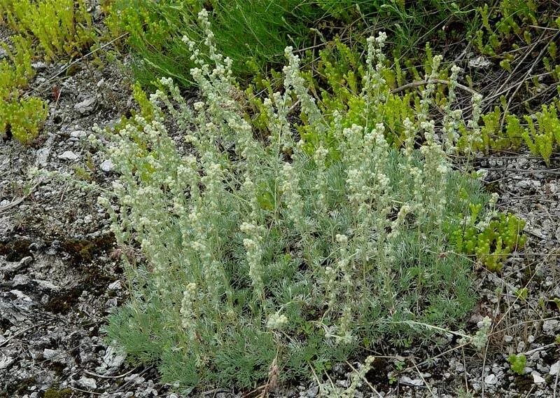 Где растет полынь в россии как выглядит Полынь горькая Flowers nature, Flowers, Garden
