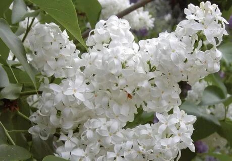 Сирень как невеста стояла вся в белом