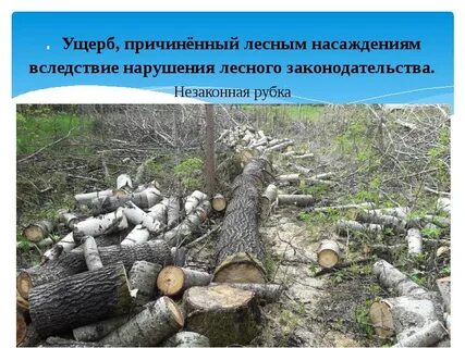 Ущерб причиненный лесным насаждениям