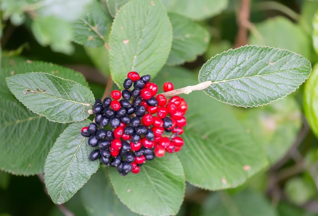 калина гордовина. калина и черноплодка. калина красно черная. калина гордовина ауреа. калина черная.