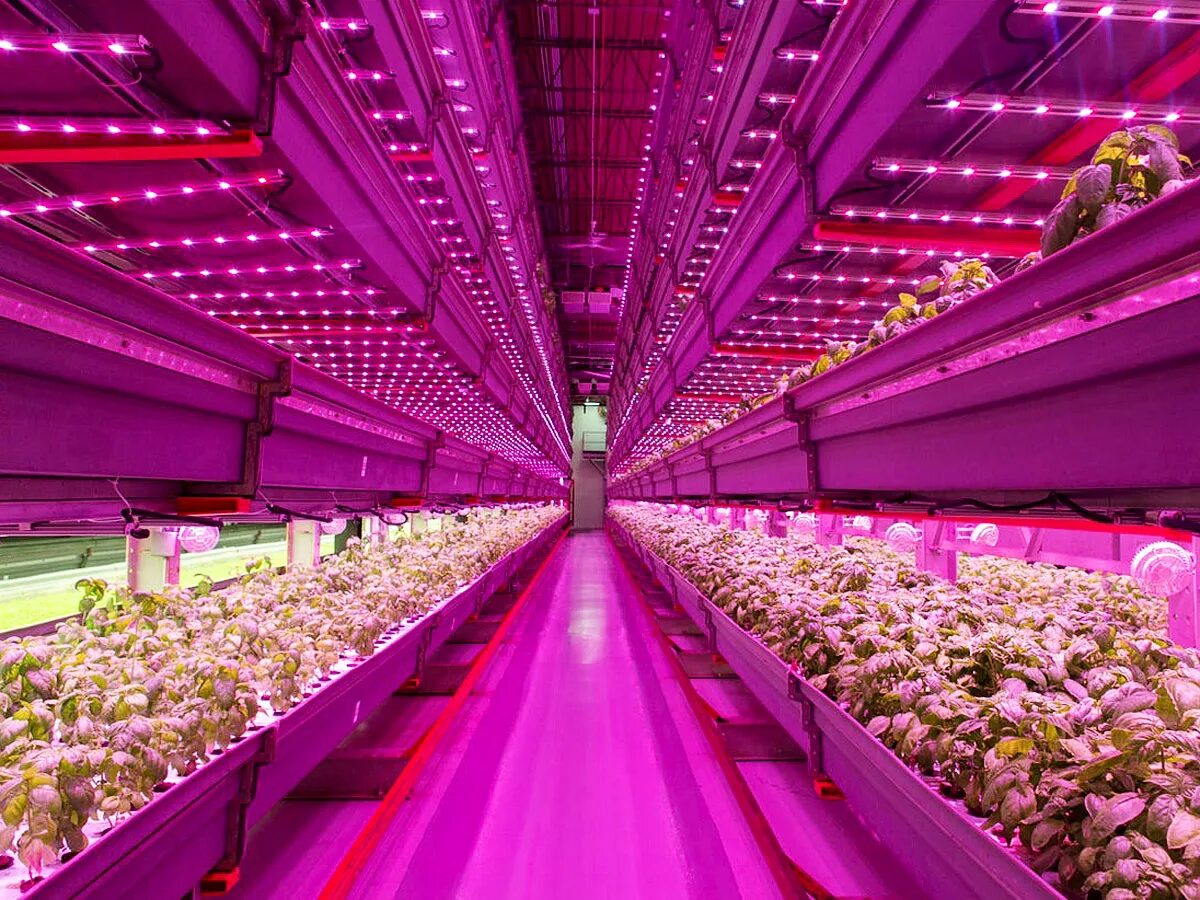 Led grow plant. Сити ферма гидропонная. Роботизированная гидропонная ферма. Вертикальные фермы. Освещение теплиц.