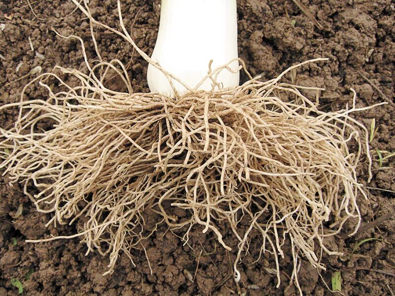 Какой тип корневой системы сформируется если луковицу. Мочковатая корневая система лук.