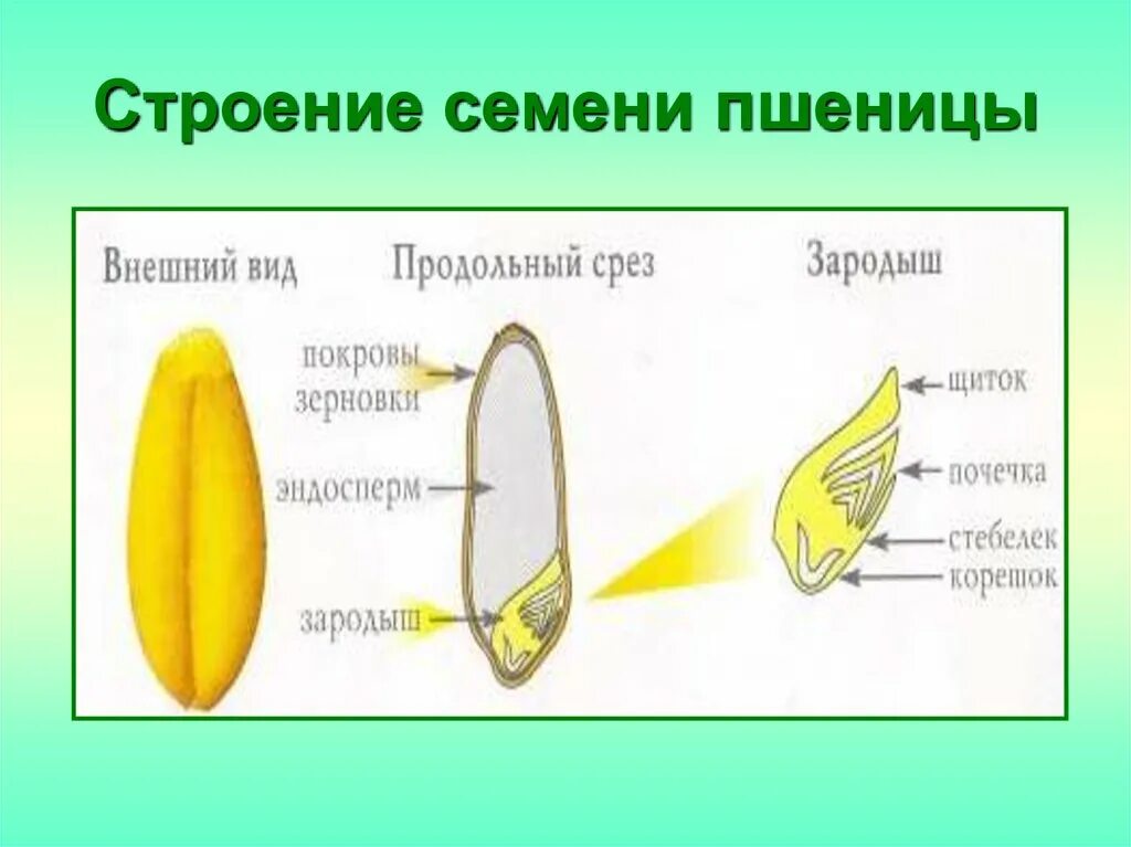 В семени пшеницы есть. Строение зародыша зерновки пшеницы. Строение семян однодольных растений Зерновка пшеницы. Строение однодольного семени пшеницы. Строение зерна пшеницы однодольного семени.