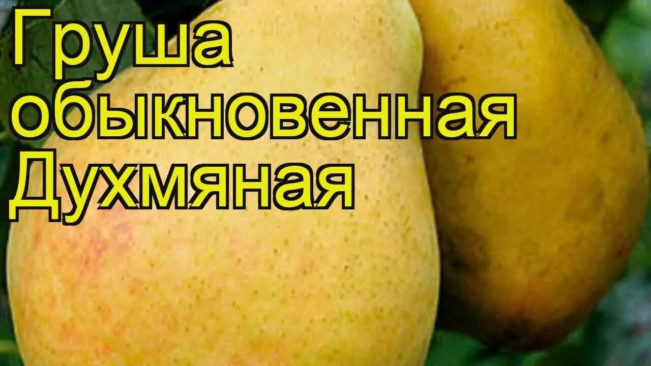 Саженцы груши духмяная купить в Москве по цене от 690 рублей