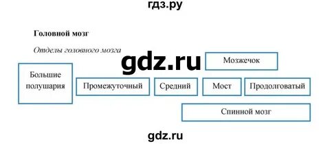 Биология 8 класс страница 41