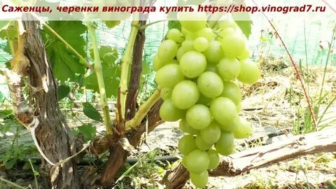 Виноград мускат медовый описание сорта фото отзывы