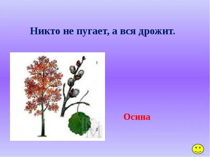 Как называется растение никто не пугает а вся дрожит. Загадка никто не пугает а вся дрожит ответ. Никто не пугает а вся дрожит отгадка. Загадка никто не пугает а вся дрожит ответ. Никто ее не пугает а вся дрожит.