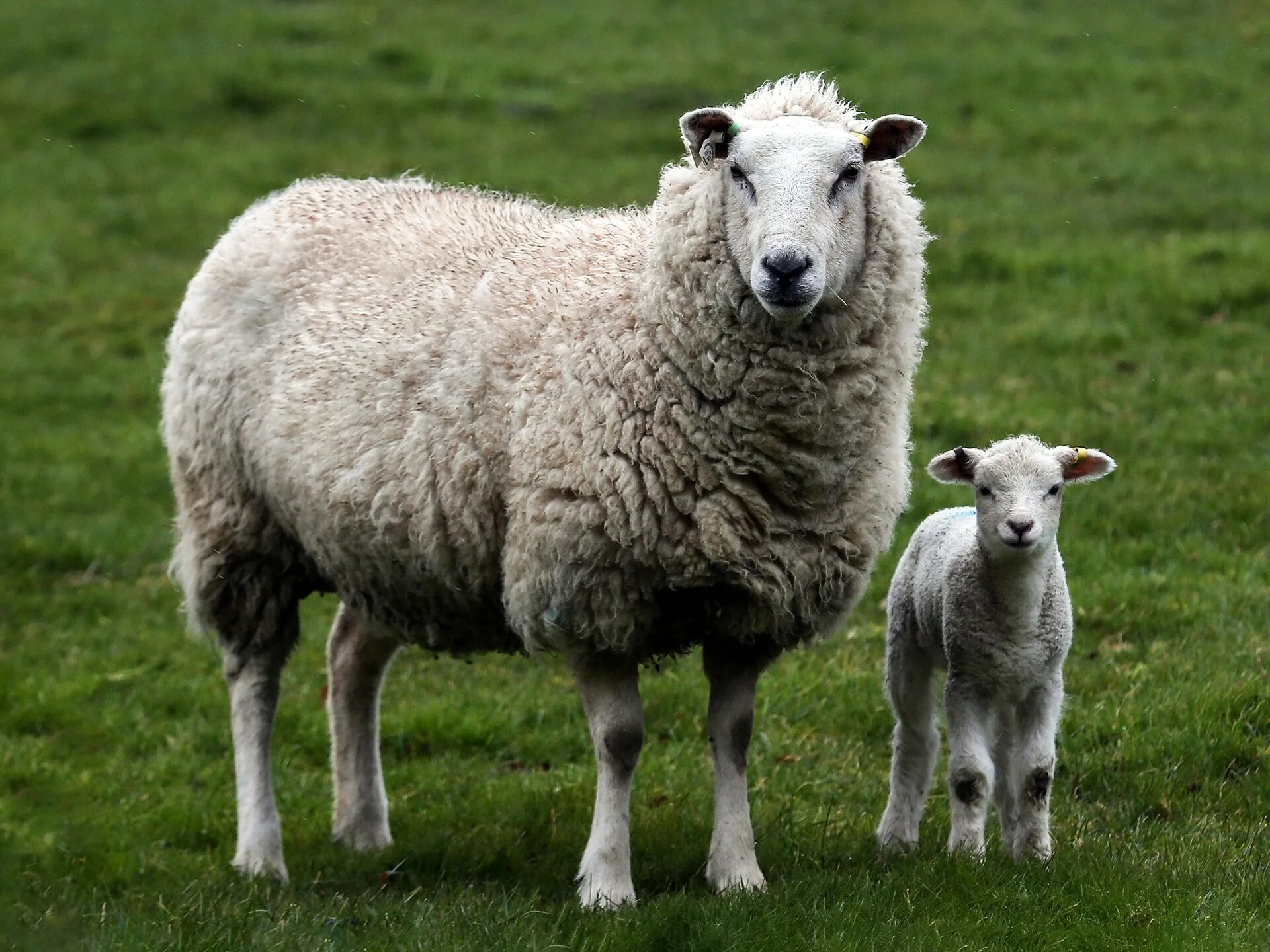 Ярок ягненок. Северокавказская порода овец. Северо Кавказская мясошерстная порода овец. Прекос порода овец. Баран овца ягненок.