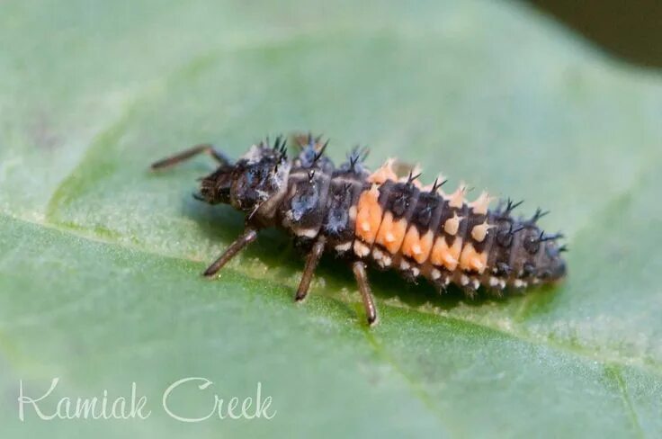 Insect of the Week Prairie Pest Monitoring Network