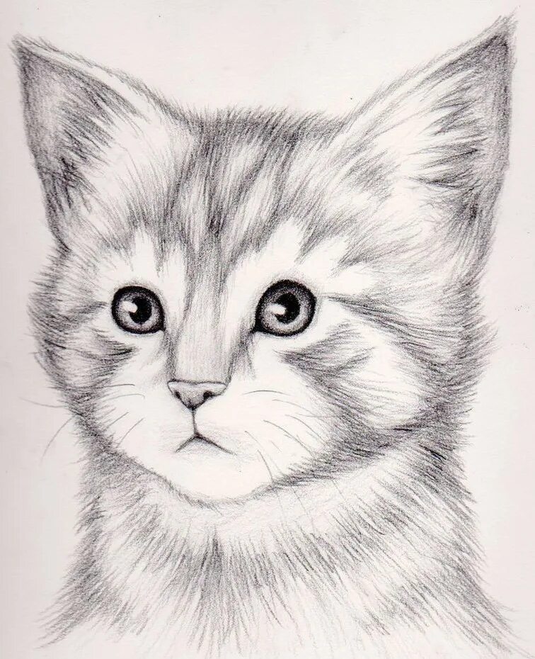 Что можно нарисовать карандашом 9 лет. Кошка карандашом. котик карандашом. красивые рисунки карандашом. несложные рисунки.