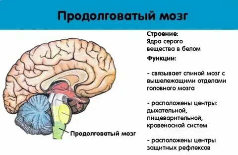 Продолговатый мозг отвечает за