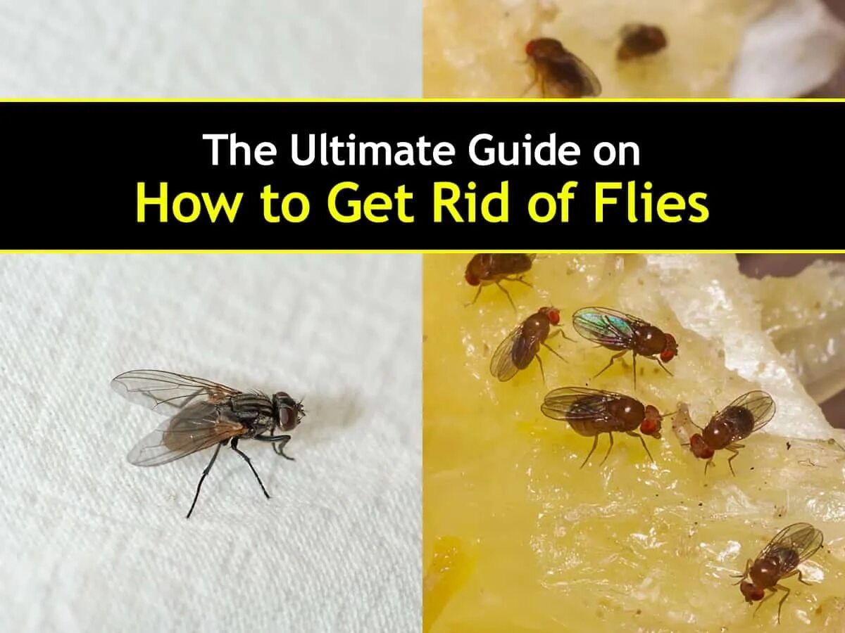 How to get rid. Change in the house of flies. how flies look like.