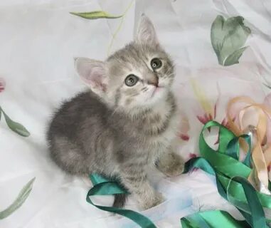 Волгоград кошки в добрые