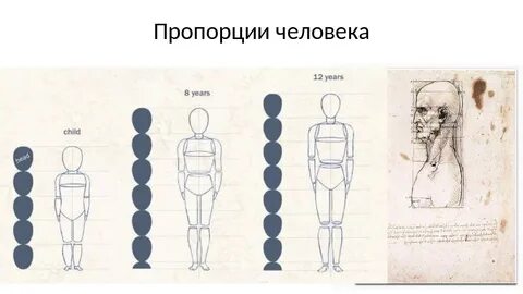 Соотношение головы к телу