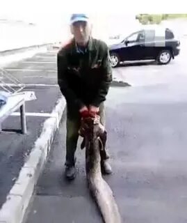 Вытащил рыбу
