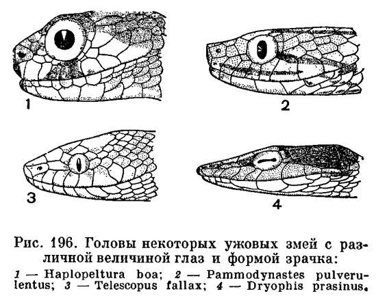 Какой элемент инфраглаза змеи выполняет. Строение глаза змеи. Анатомия глаза змеи. Строение головы змеи. Змеиные глаза анатомия.